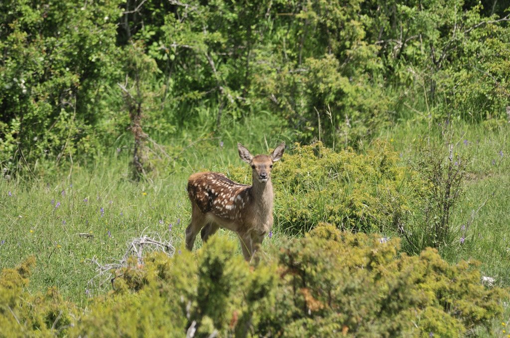 Cuccioli  (fotoracconto)